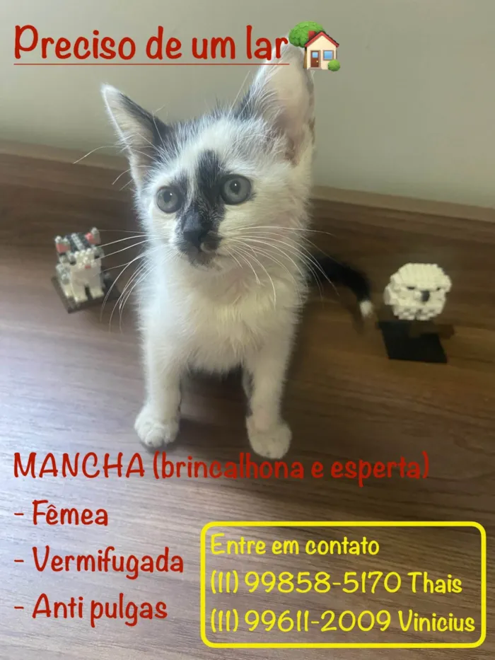 Gato ra a SRD-ViraLata idade 2 a 6 meses nome Mancha