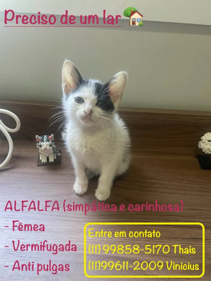 Gato ra a SRD-ViraLata idade 2 a 6 meses nome Alfalfa