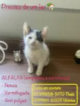 Alfalfa