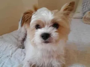 Cachorro raça Yorkshire Terrier  idade 2 anos nome Bart