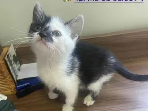 Gato raça SRD-ViraLata idade 2 a 6 meses nome Black