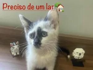 Gato raça SRD-ViraLata idade 2 a 6 meses nome Mancha