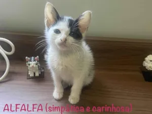 Gato raça SRD-ViraLata idade 2 a 6 meses nome Alfalfa