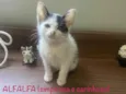 Alfalfa