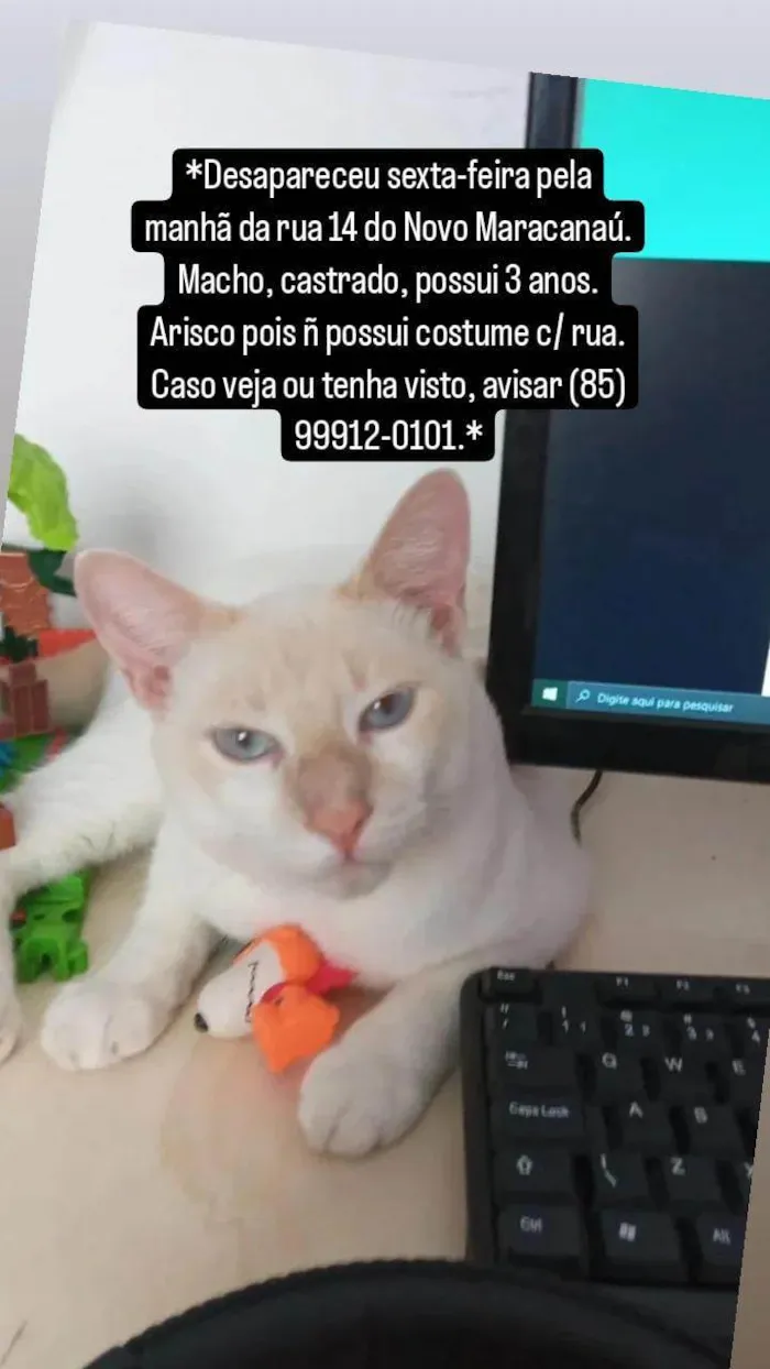 Gato ra a SRD-ViraLata idade 3 anos nome Vini