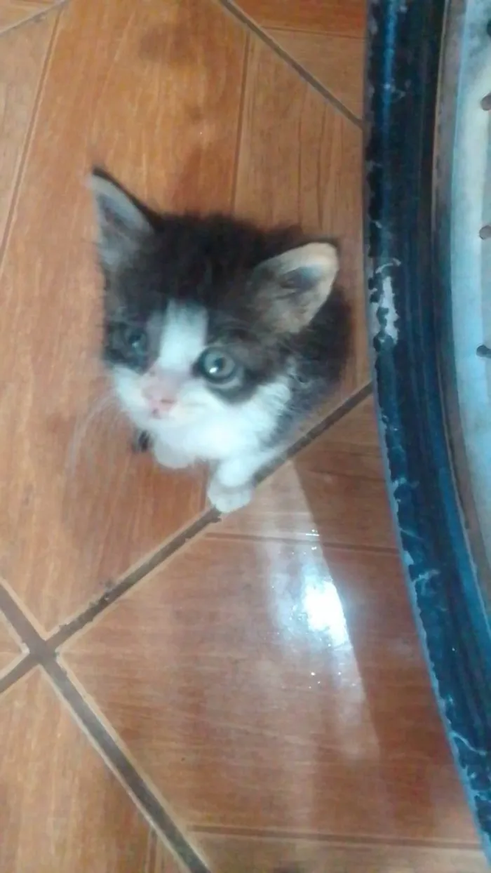 Gato ra a Srd idade 2 a 6 meses nome .....
