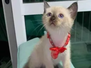 Gato raça Srd idade  nome .