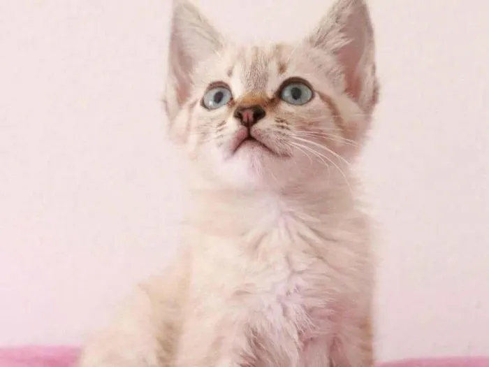 Gato ra a Srd idade Abaixo de 2 meses nome ...........