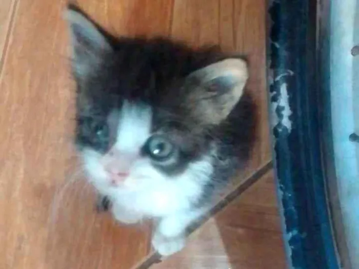 Gato ra a Srd idade 2 a 6 meses nome .....