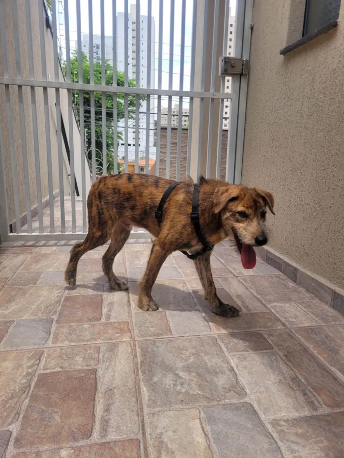 Cachorro ra a SRD-ViraLata idade 2 anos nome Han SOlo
