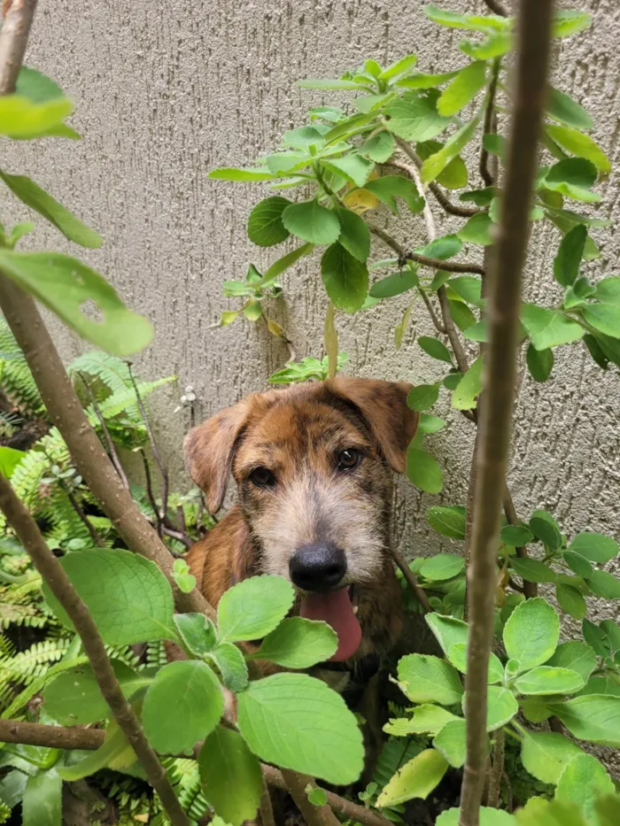 Cachorro ra a SRD-ViraLata idade 2 anos nome Han SOlo