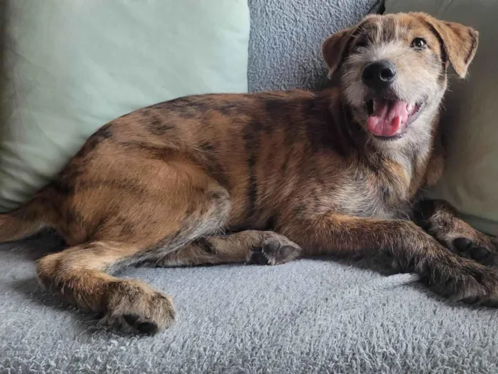 Cachorro ra a SRD-ViraLata idade 2 anos nome Han SOlo