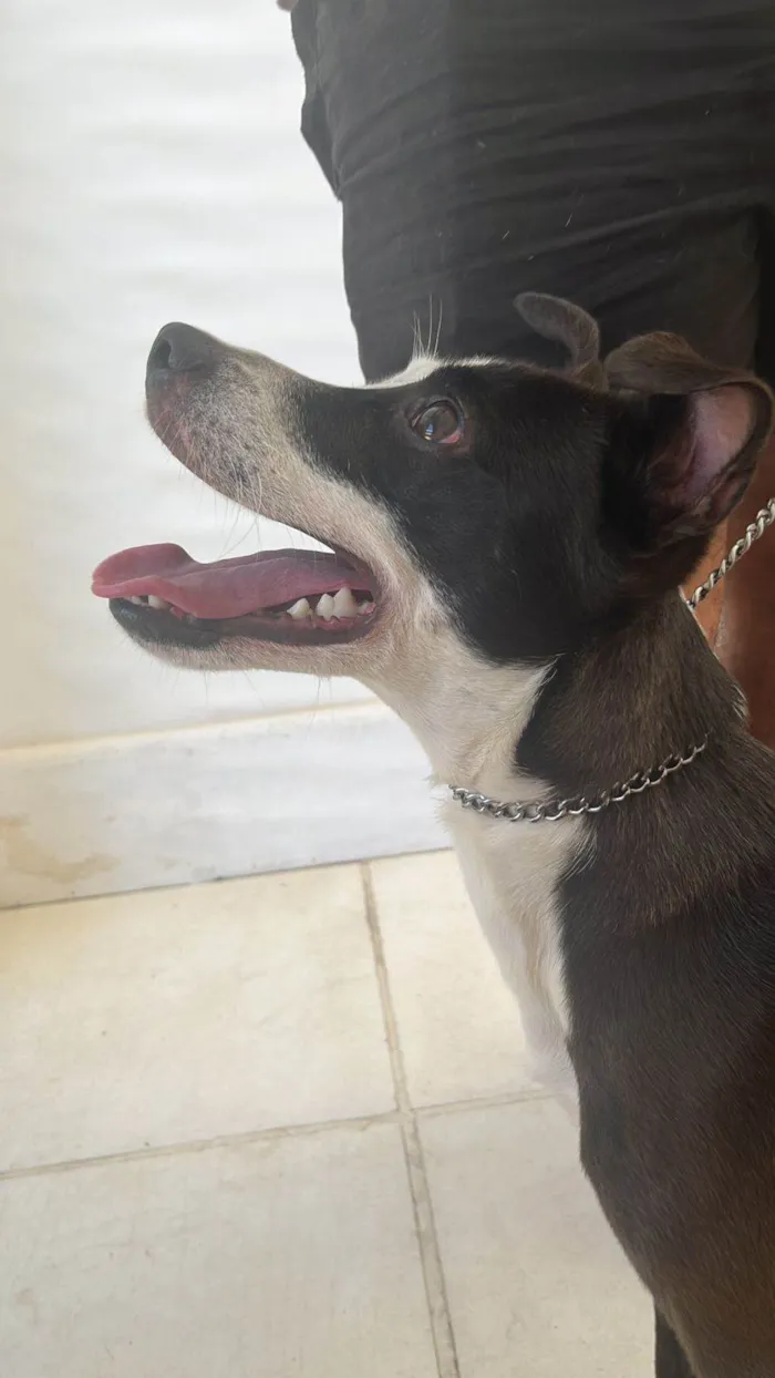 Cachorro ra a SRD-ViraLata idade 7 a 11 meses nome Zé Bonitinho