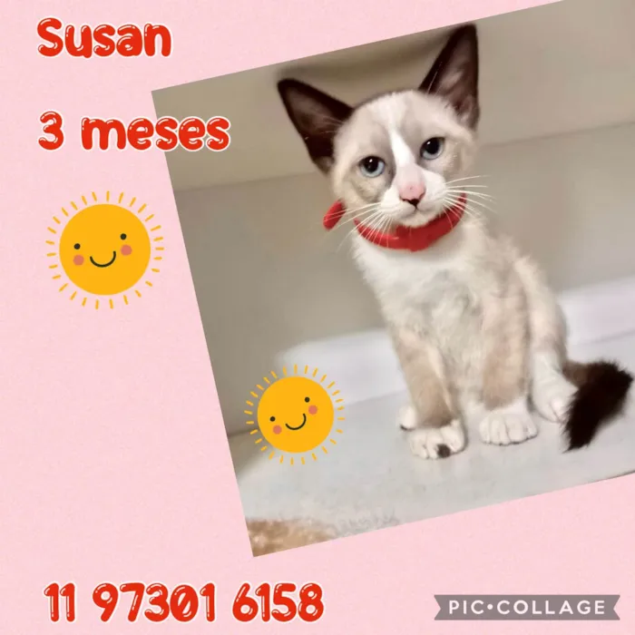 Gato ra a Srd idade 2 a 6 meses nome Susan