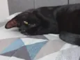 Phoebe (Fibi)