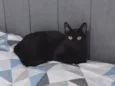 Phoebe (Fibi)