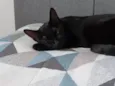 Phoebe (Fibi)