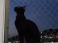 Phoebe (Fibi)