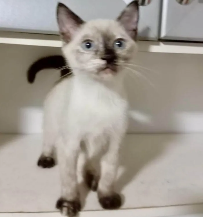 Gato ra a Srd idade 2 a 6 meses nome Cindy