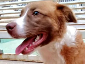 Cachorro raça Mestico idade 7 a 11 meses nome Lupe