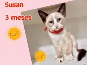 Gato raça Srd idade 2 a 6 meses nome Susan