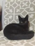 Phoebe (Fibi)