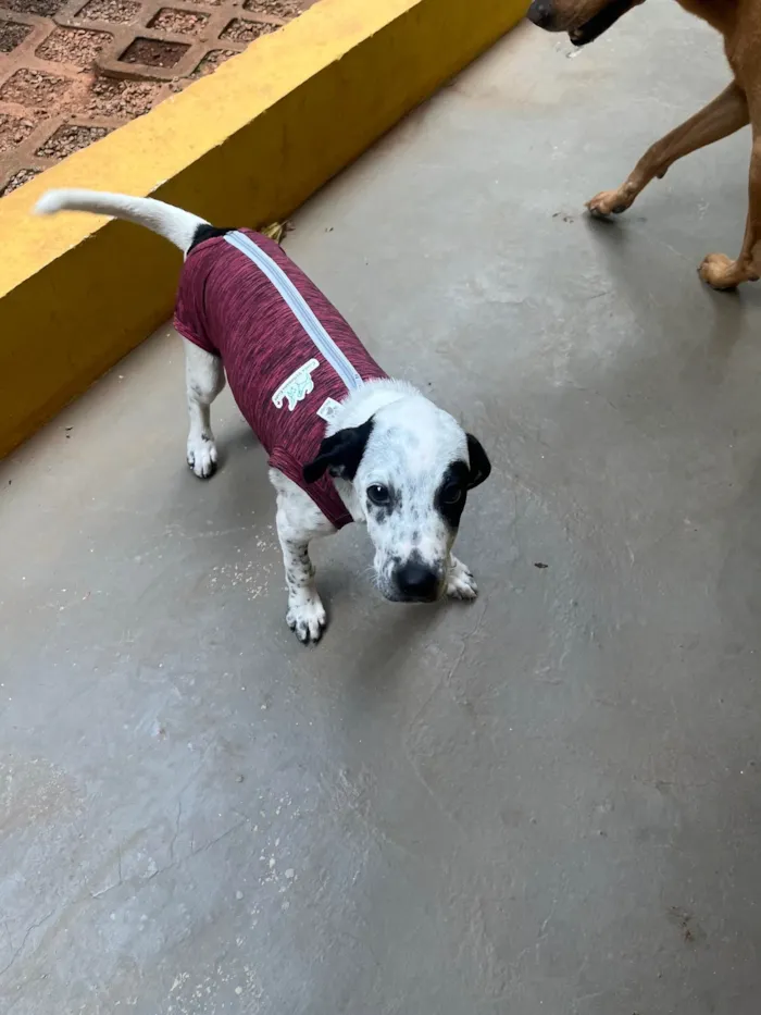 Cachorro ra a SRD-ViraLata idade 2 a 6 meses nome Moana