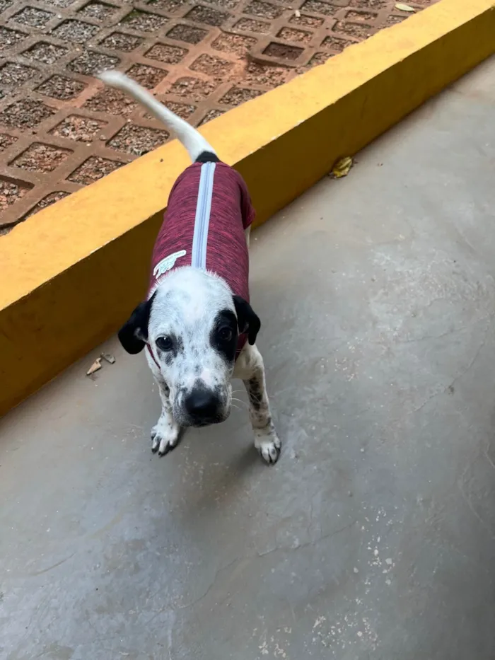 Cachorro ra a SRD-ViraLata idade 2 a 6 meses nome Moana