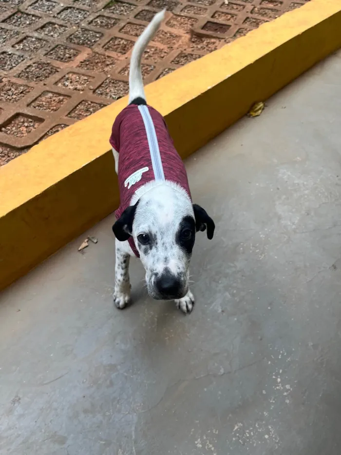 Cachorro ra a SRD-ViraLata idade 2 a 6 meses nome Moana