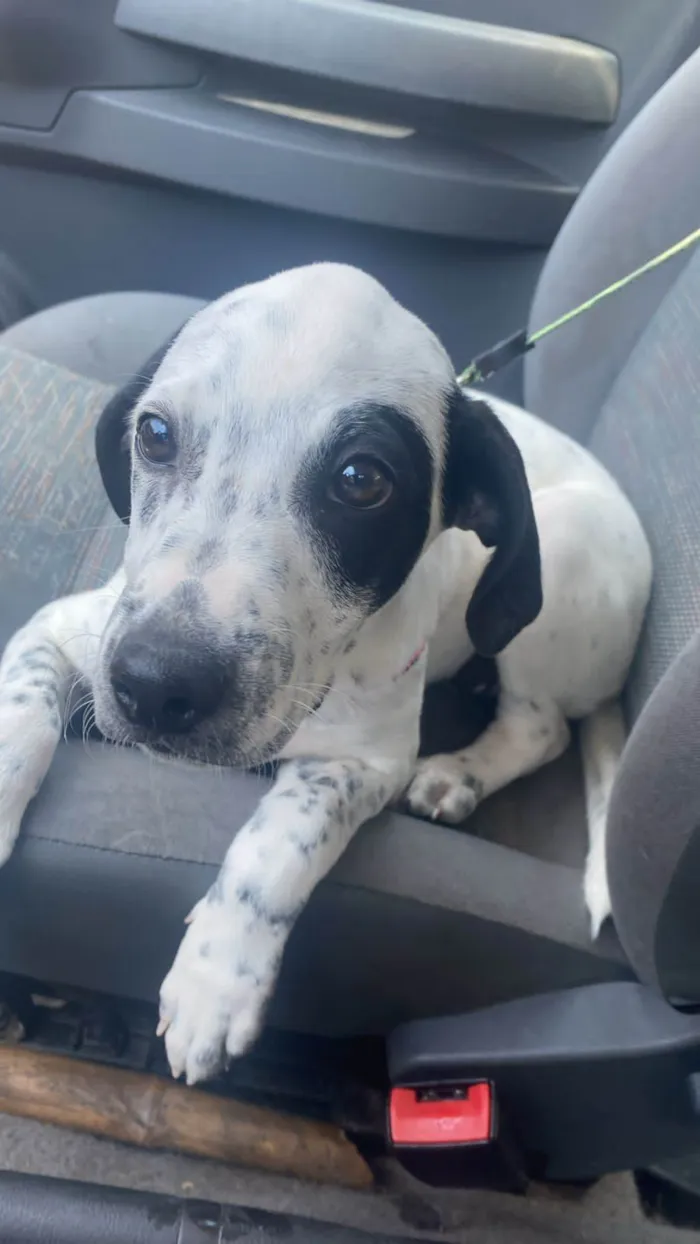 Cachorro ra a SRD-ViraLata idade 2 a 6 meses nome Moana