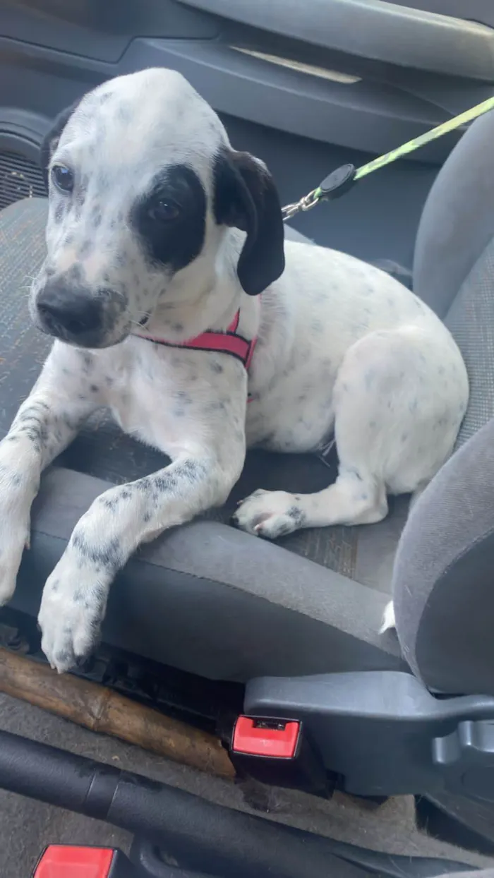 Cachorro ra a SRD-ViraLata idade 2 a 6 meses nome Moana