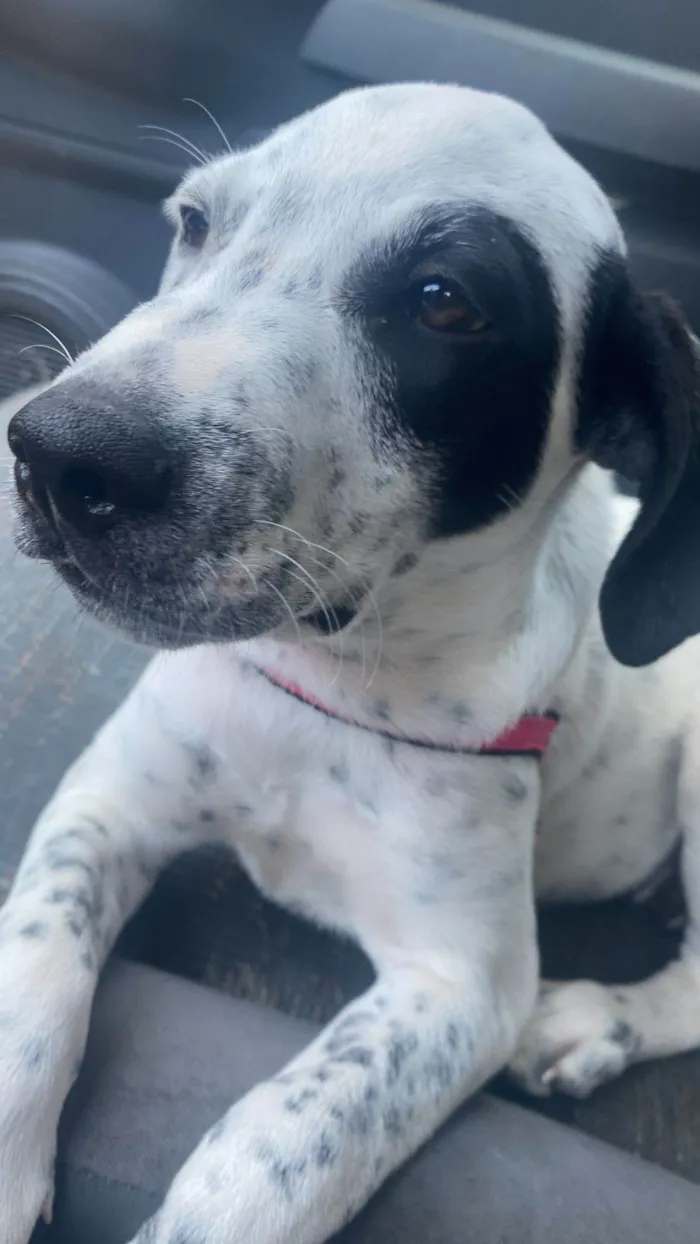 Cachorro ra a SRD-ViraLata idade 2 a 6 meses nome Moana