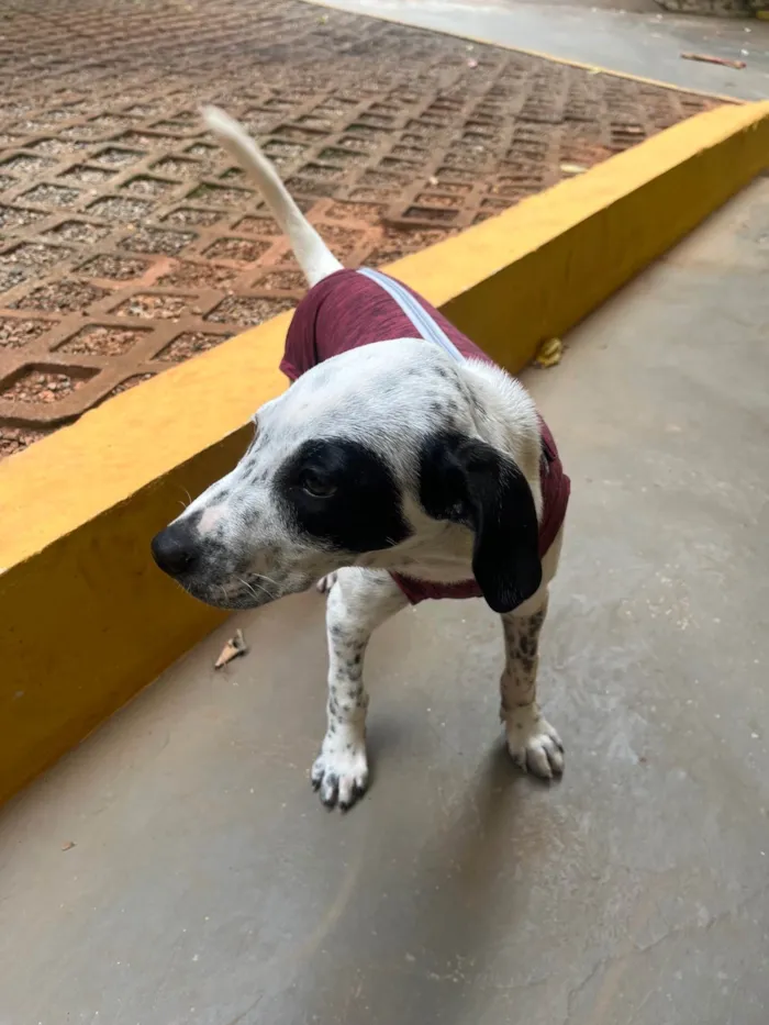 Cachorro ra a SRD-ViraLata idade 2 a 6 meses nome Moana