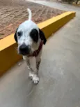 Moana
