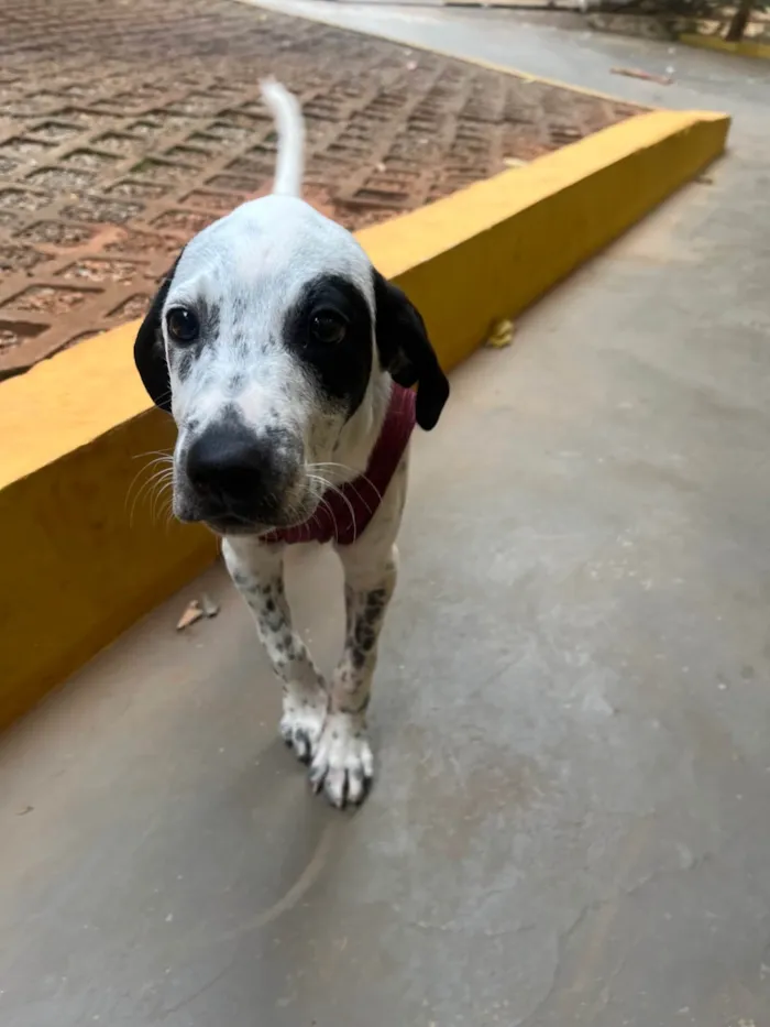 Cachorro ra a SRD-ViraLata idade 2 a 6 meses nome Moana