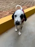 Moana