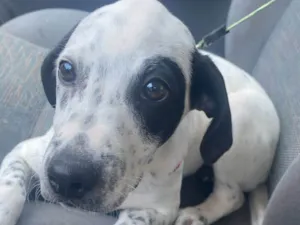 Cachorro raça SRD-ViraLata idade 2 a 6 meses nome Moana