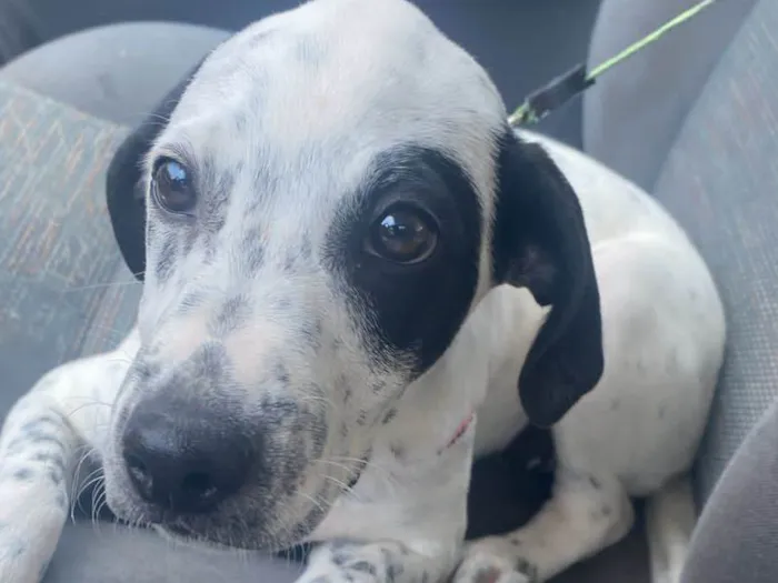 Cachorro ra a SRD-ViraLata idade 2 a 6 meses nome Moana