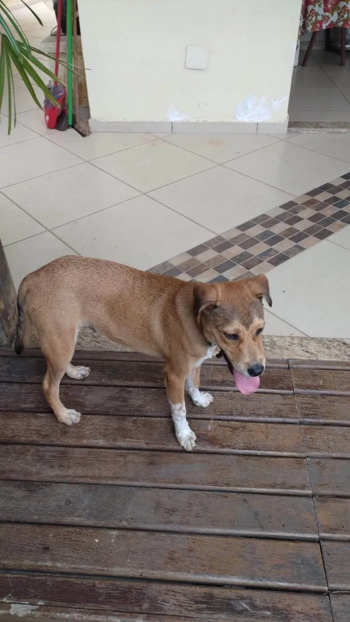 Cachorro ra a SRD-ViraLata idade 2 a 6 meses nome Marley