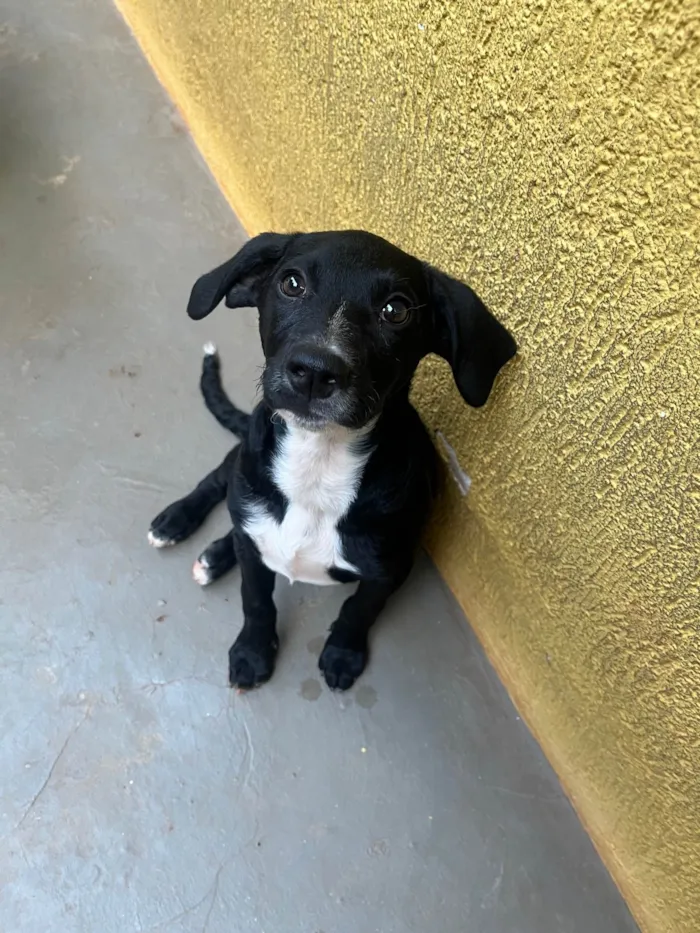 Cachorro ra a SRD-ViraLata idade 2 a 6 meses nome Miguel