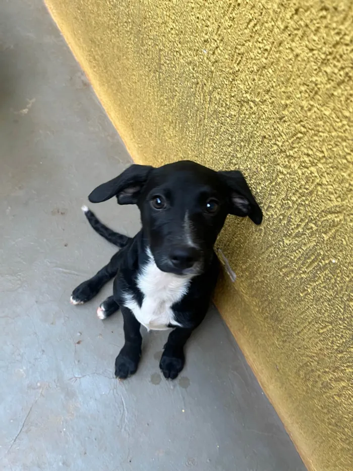 Cachorro ra a SRD-ViraLata idade 2 a 6 meses nome Miguel