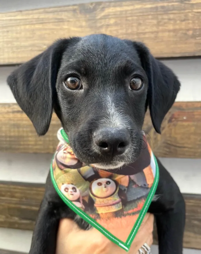 Cachorro ra a SRD-ViraLata idade 2 a 6 meses nome Miguel