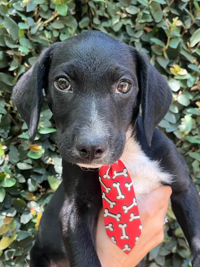 Cachorro ra a SRD-ViraLata idade 2 a 6 meses nome Miguel