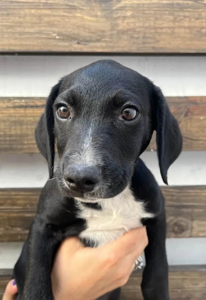Cachorro ra a SRD-ViraLata idade 2 a 6 meses nome Miguel