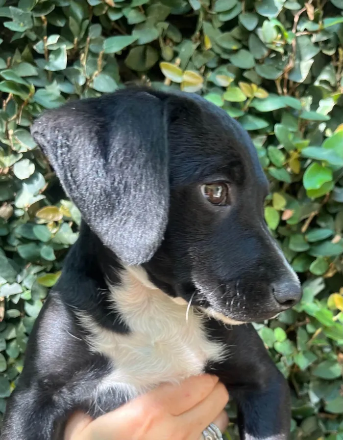 Cachorro ra a SRD-ViraLata idade 2 a 6 meses nome Miguel