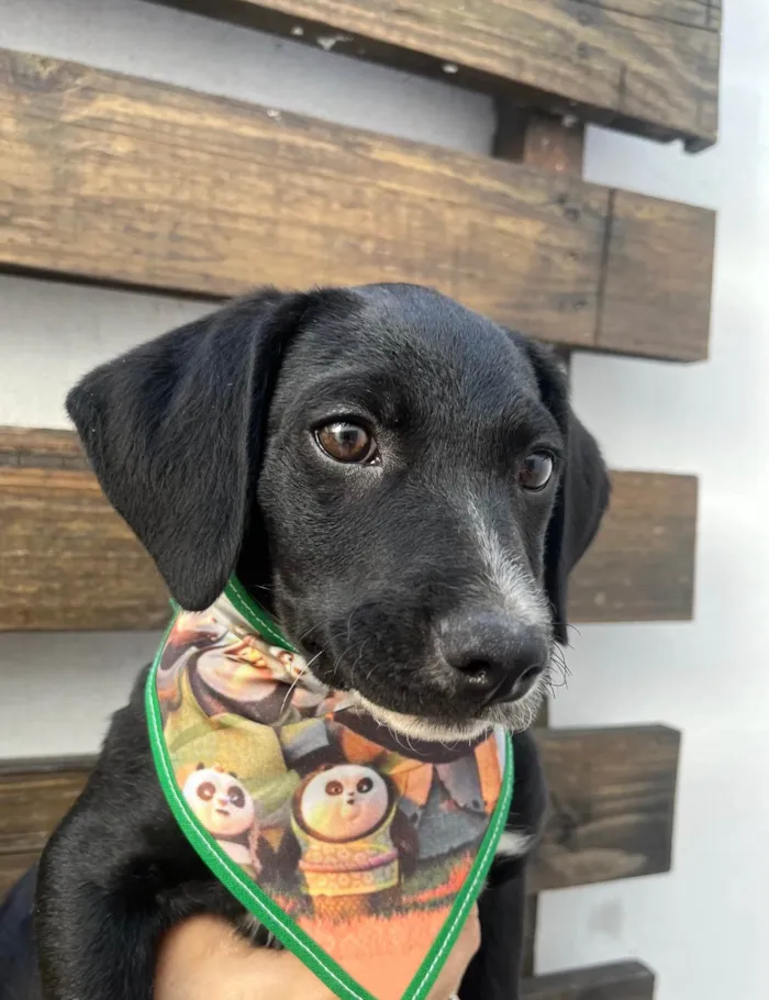 Cachorro ra a SRD-ViraLata idade 2 a 6 meses nome Miguel