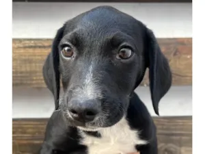 Cachorro raça SRD-ViraLata idade 2 a 6 meses nome Miguel