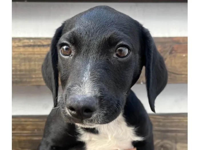 Cachorro ra a SRD-ViraLata idade 2 a 6 meses nome Miguel