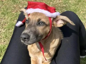 Cachorro raça SRD-ViraLata idade 2 a 6 meses nome Brad Pitt
