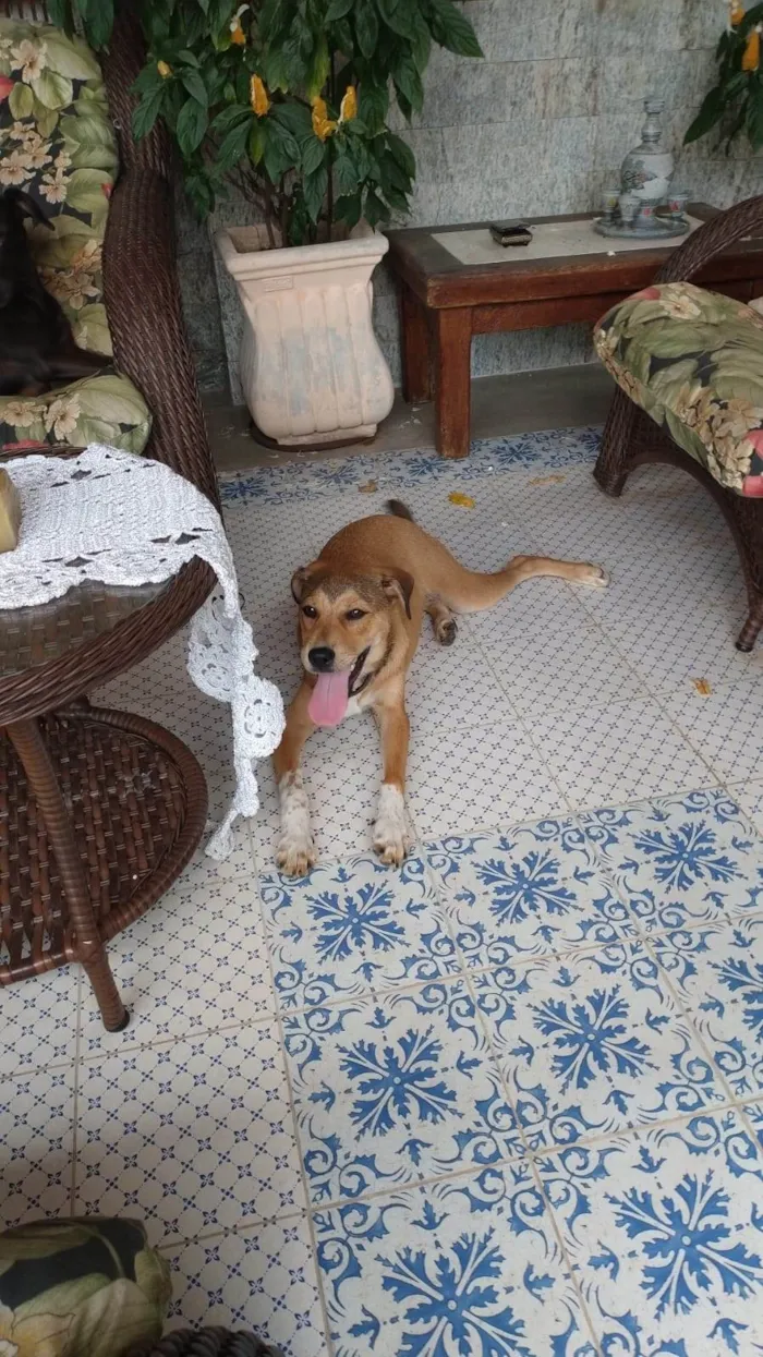 Cachorro ra a SRD-ViraLata idade 2 a 6 meses nome Marey